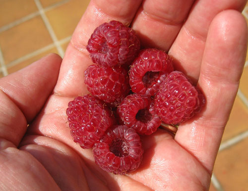 Best raspberries ever - from the market, amazing